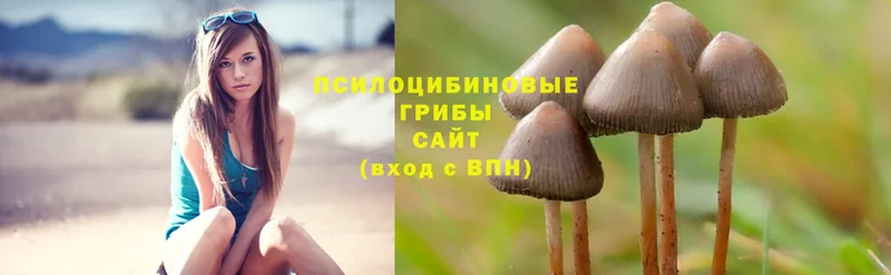 дарнет шоп  Чехов  Галлюциногенные грибы Cubensis 